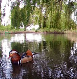 Ducks in a lake