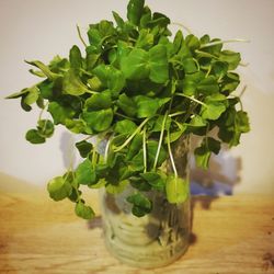 Close-up of green leaves in vase on table