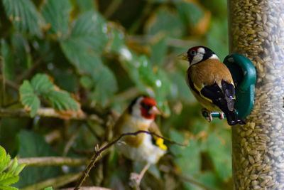 Bird perching on a feeder