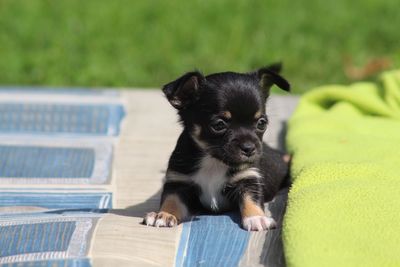 Portrait of puppy sitting on grass