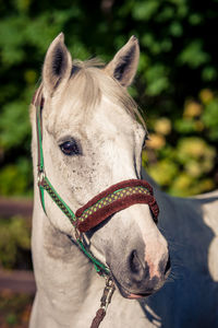 Close-up portrait of horse on field