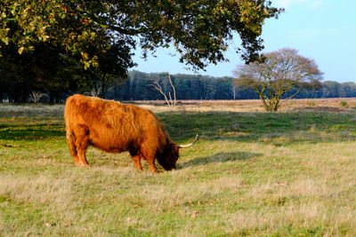 Highland cow grazing on westerheide heathland in hilversum, netherlands