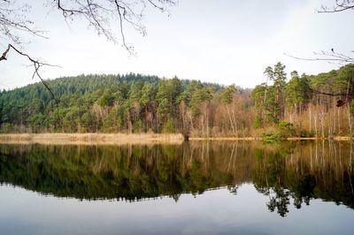 Reflection of trees in calm lake