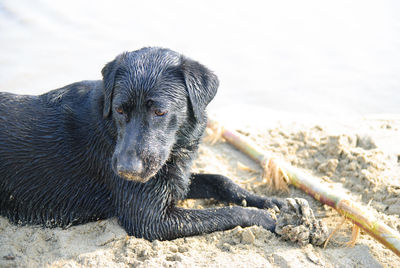 Wet black dog resting on beach during sunny day
