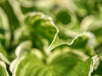 Close-up of fresh green leaf