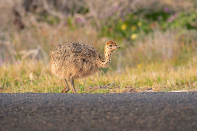 Side view of a bird on dirt road