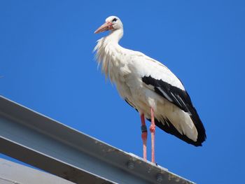 Low angle view of bird perching against clear blue sky