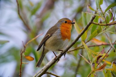 Close-up of bird perching on branch