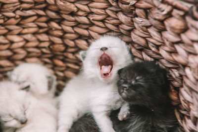 View of cat yawning