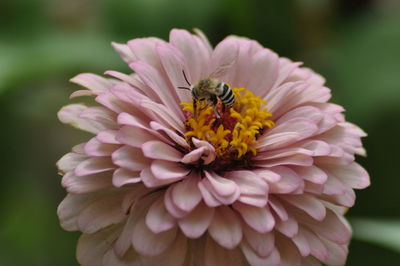 Close-up of bee on flower