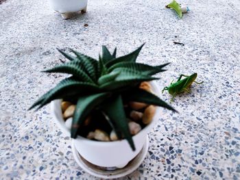 High angle view of potted plant