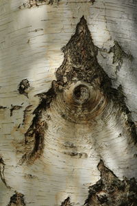 Full frame shot of tree trunk