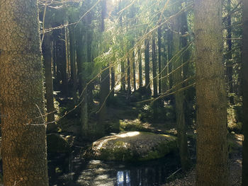 Panoramic shot of trees in forest