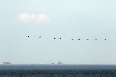 Birds flying over sea against sky