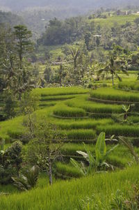 Scenic view of rice field against sky