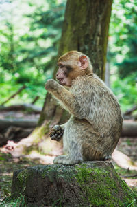 Monkey sitting on tree