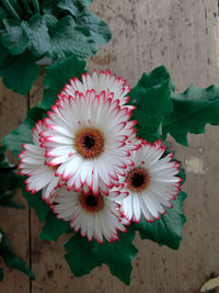 High angle view of flower pot