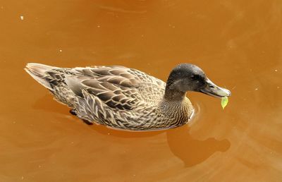 High angle view of duck swimming in lake