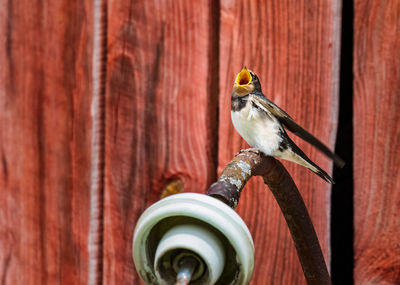 Close-up of bird perching on metal against fence