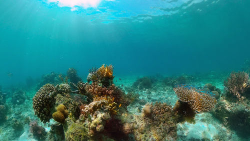 undersea