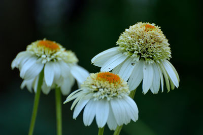 Close-up of insect on white flowering plant