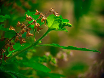 Close-up of insect on plant