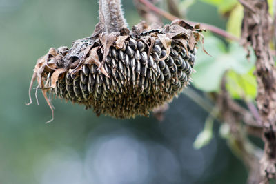 Close-up of dried leaf on plant