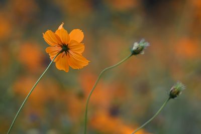 Close-up of flowers blooming outdoors