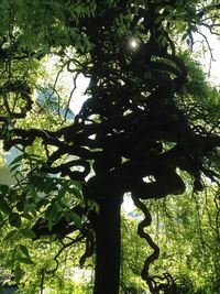 Low angle view of trees in forest