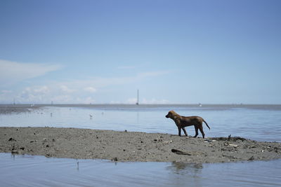 View of dog on beach against sky