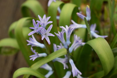 Close-up of purple flowering plants