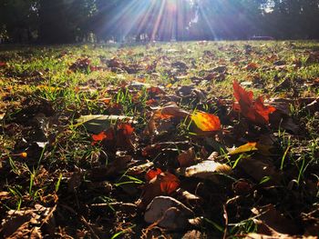 Plants growing on field