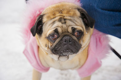 Pug in a pink and red coat.