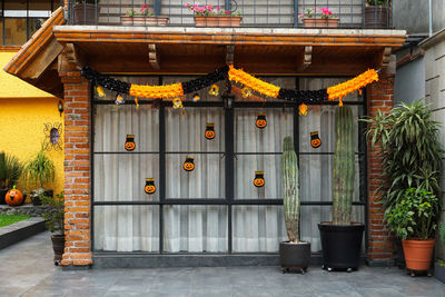 Potted plants outside building