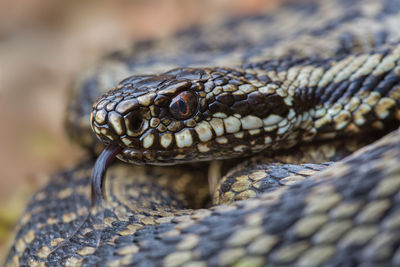 Close-up of viper