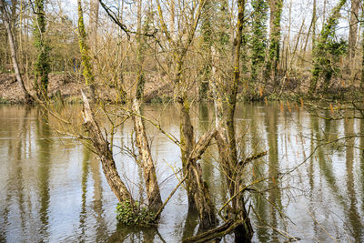 Scenic view of lake in forest