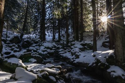 Trees growing in forest during winter