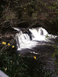 Scenic view of river amidst trees in forest