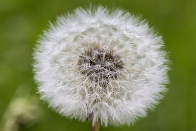 Close-up of dandelion flower