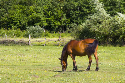 Horse grazing in field