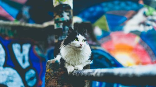 Close-up of cat looking away while sitting on railing