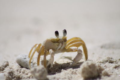 Close-up of crab on beach