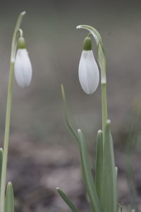 Close-up of white flowering plant