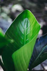 Close-up of green leaves