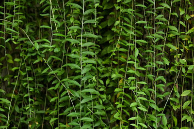 Full frame shot of green leaves