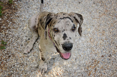 Close-up portrait of a dog