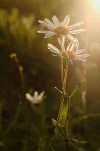 Close-up of flowers blooming outdoors