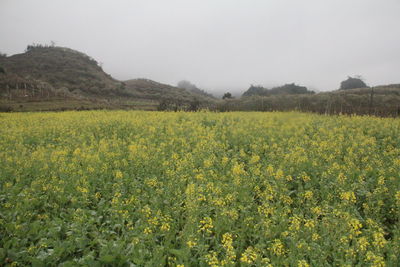 Yellow flowers growing in field