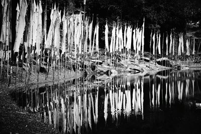 Reflection of trees in water