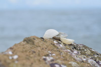Close-up of seashell on rock